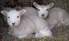 Lambs from Magnus Wools, Peacham, Vermont
