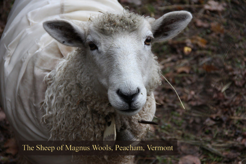 The sheep at Magnus Wools, Peacham, Vermont - copyright 2010 Erik Magnus