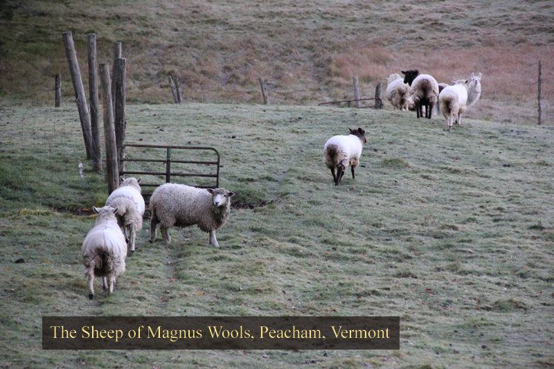 The sheep at Magnus Wools, Peacham, Vermont - copyright 2010 Erik Magnus