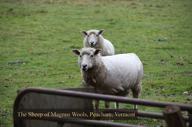 The sheep at Magnus Wools, Peacham, Vermont - copyright 2010 Erik Magnus