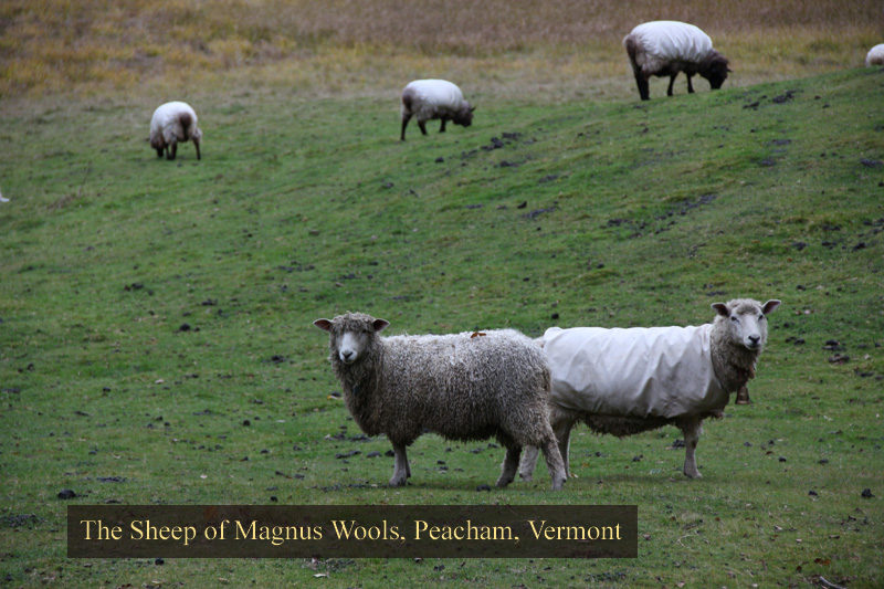 The sheep at Magnus Wools, Peacham, Vermont - copyright 2010 Erik Magnus