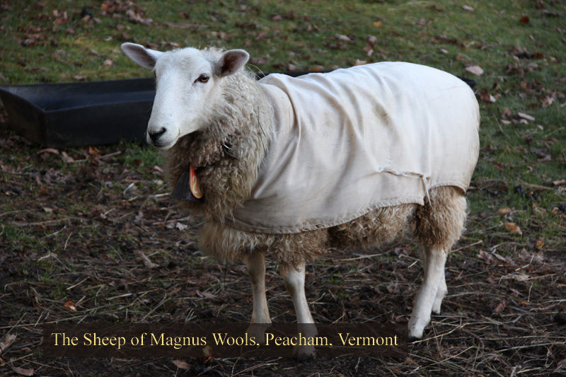 The sheep at Magnus Wools, Peacham, Vermont - copyright 2010 Erik Magnus