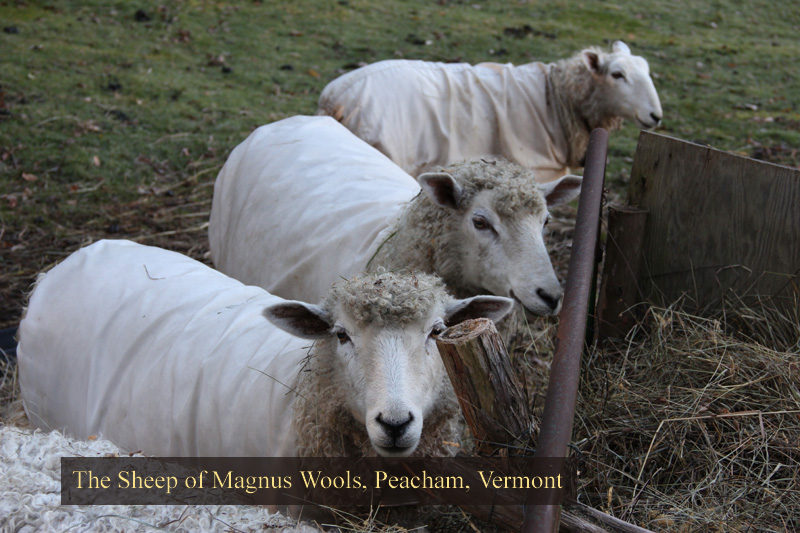 The sheep at Magnus Wools, Peacham, Vermont - copyright 2010 Erik Magnus