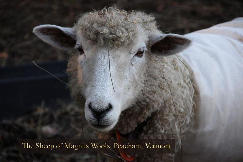 The sheep at Magnus Wools, Peacham, Vermont - copyright 2010 Erik Magnus