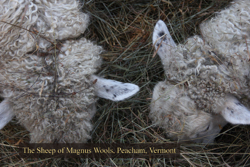 The sheep at Magnus Wool - copyright 2010 Erik Magnuss, Peacham, Vermont