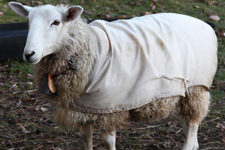 Coated sheep fleeces for hand spinning