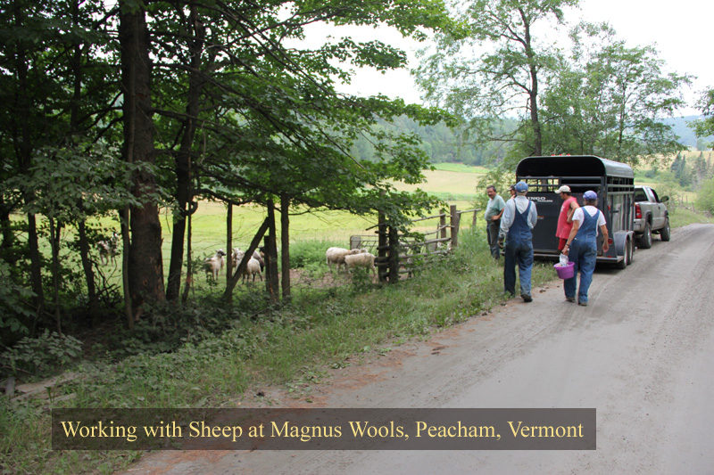 The sheep at Magnus Wools, Peacham, Vermont - copyright 2010 Erik Magnus