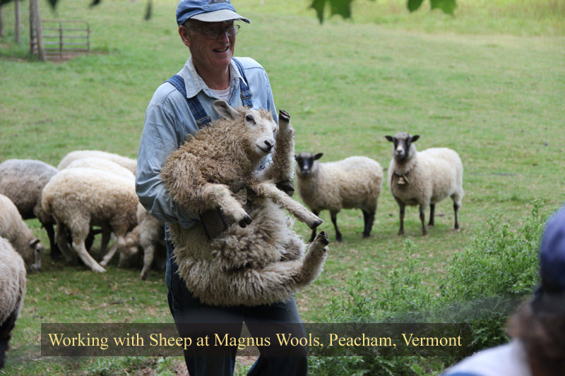 The sheep at Magnus Wools, Peacham, Vermont - copyright 2010 Erik Magnus