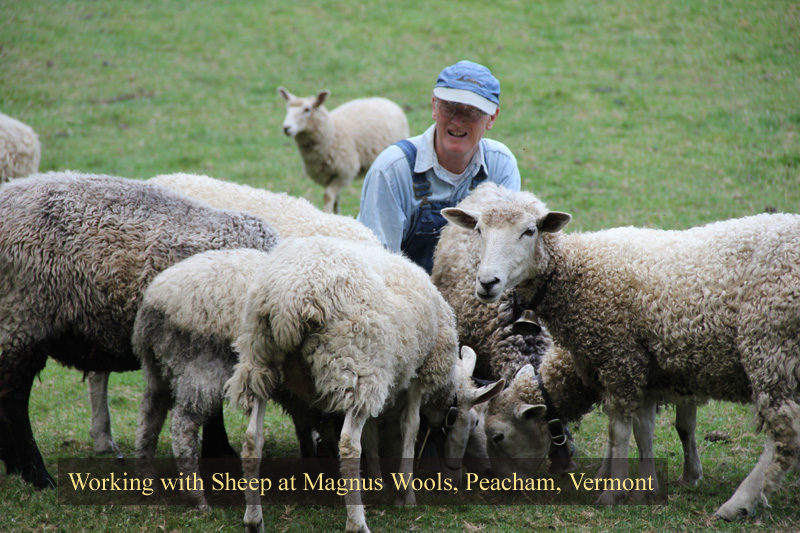 The sheep at Magnus Wools, Peacham, Vermont - copyright 2010 Erik Magnus