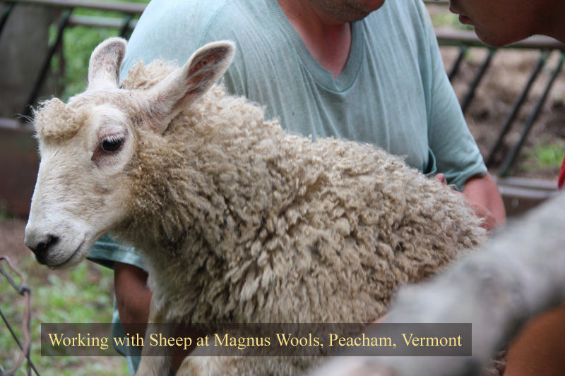 The sheep at Magnus Wools, Peacham, Vermont - copyright 2010 Erik Magnus