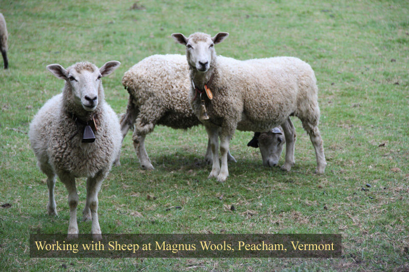 The sheep at Magnus Wool - copyright 2010 Erik Magnuss, Peacham, Vermont