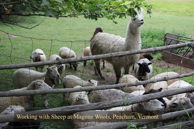 The sheep at Magnus Wools, Peacham, Vermont - copyright 2010 Erik Magnus