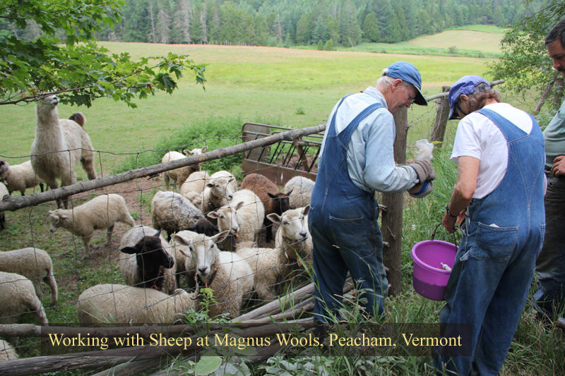 The sheep at Magnus Wools, Peacham, Vermont - copyright 2010 Erik Magnus