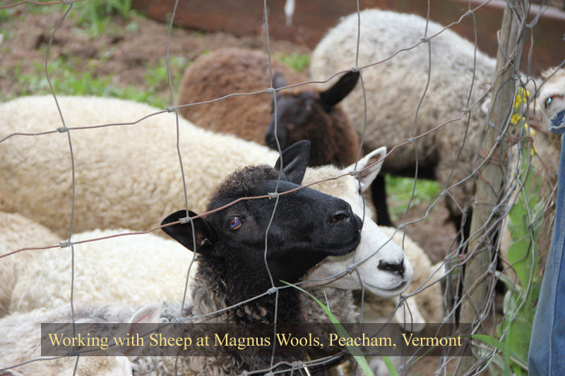 The sheep at Magnus Wools, Peacham, Vermont - copyright 2010 Erik Magnus