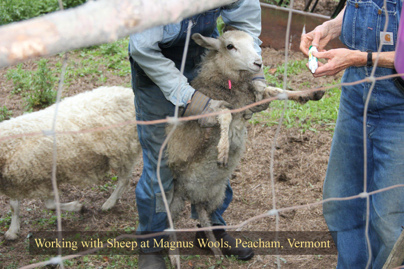 The sheep at Magnus Wools, Peacham, Vermont - copyright 2010 Erik Magnus