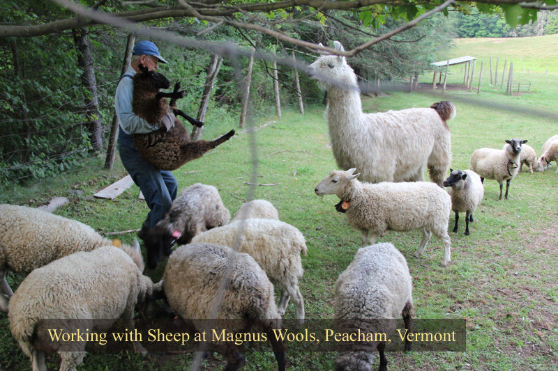 The sheep at Magnus Wools, Peacham, Vermont - copyright 2010 Erik Magnus