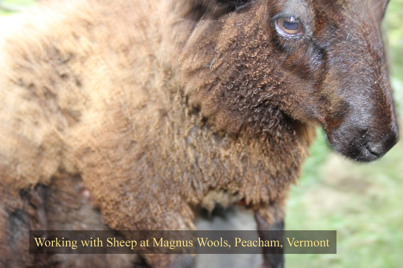 The sheep at Magnus Wools, Peacham, Vermont - copyright 2010 Erik Magnus