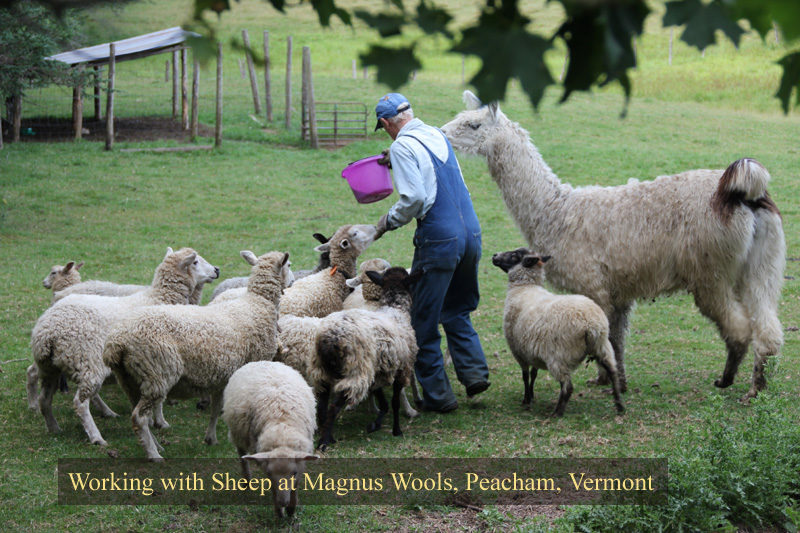 The sheep at Magnus Wools, Peacham, Vermont - copyright 2010 Erik Magnus