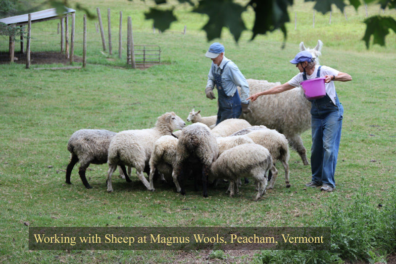 The sheep at Magnus Wools, Peacham, Vermont - copyright 2010 Erik Magnus