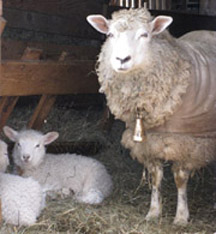 Spring lambs at Magnus Wools, Peacham, Vemont